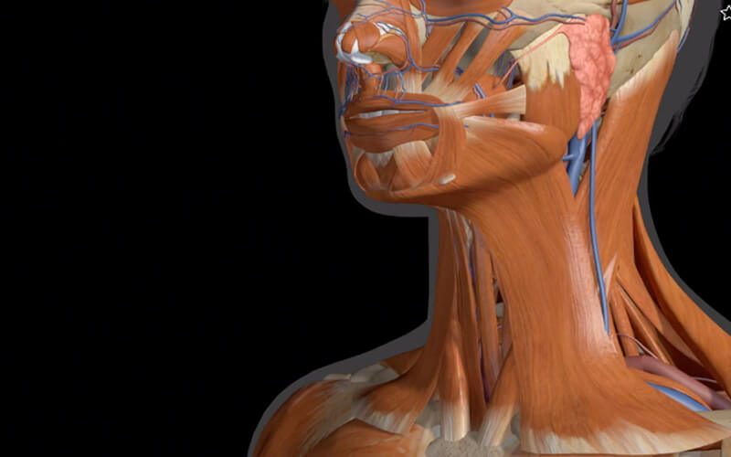 anatomy injection areas training london 800x500