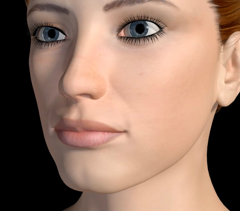 facial anatomy model