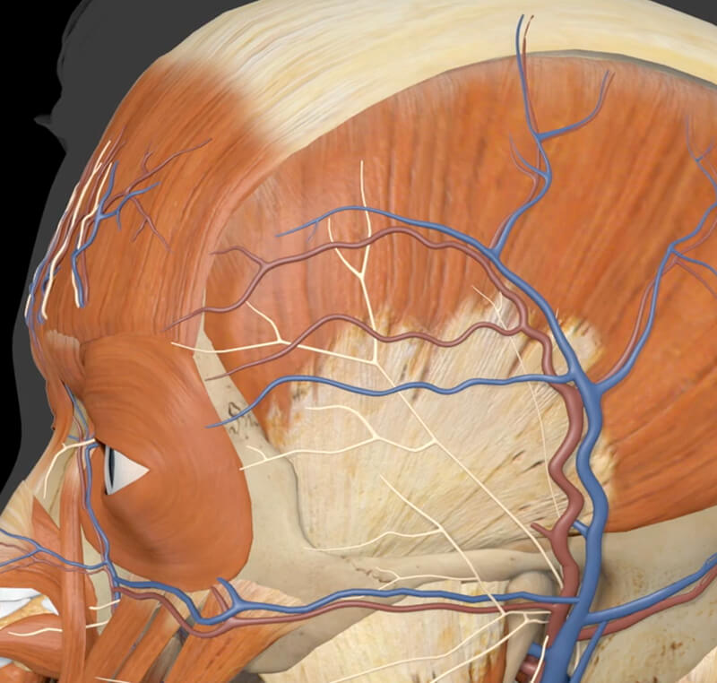 facial anatomy training image